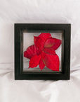 6x6 December birth flower frame - Poinsettia