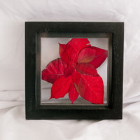 6x6 December birth flower frame - Poinsettia