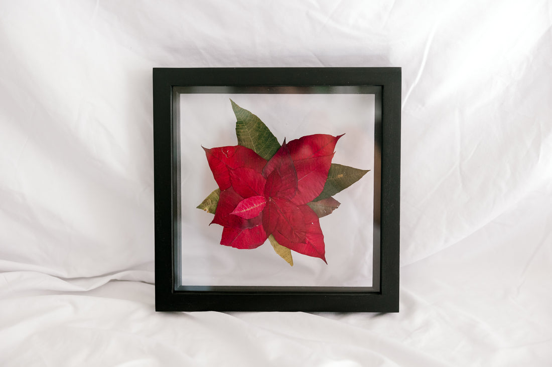 10x10 December birth flower frame - Poinsettia