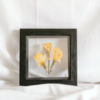 6x6 March birth flower frame - Daffodil