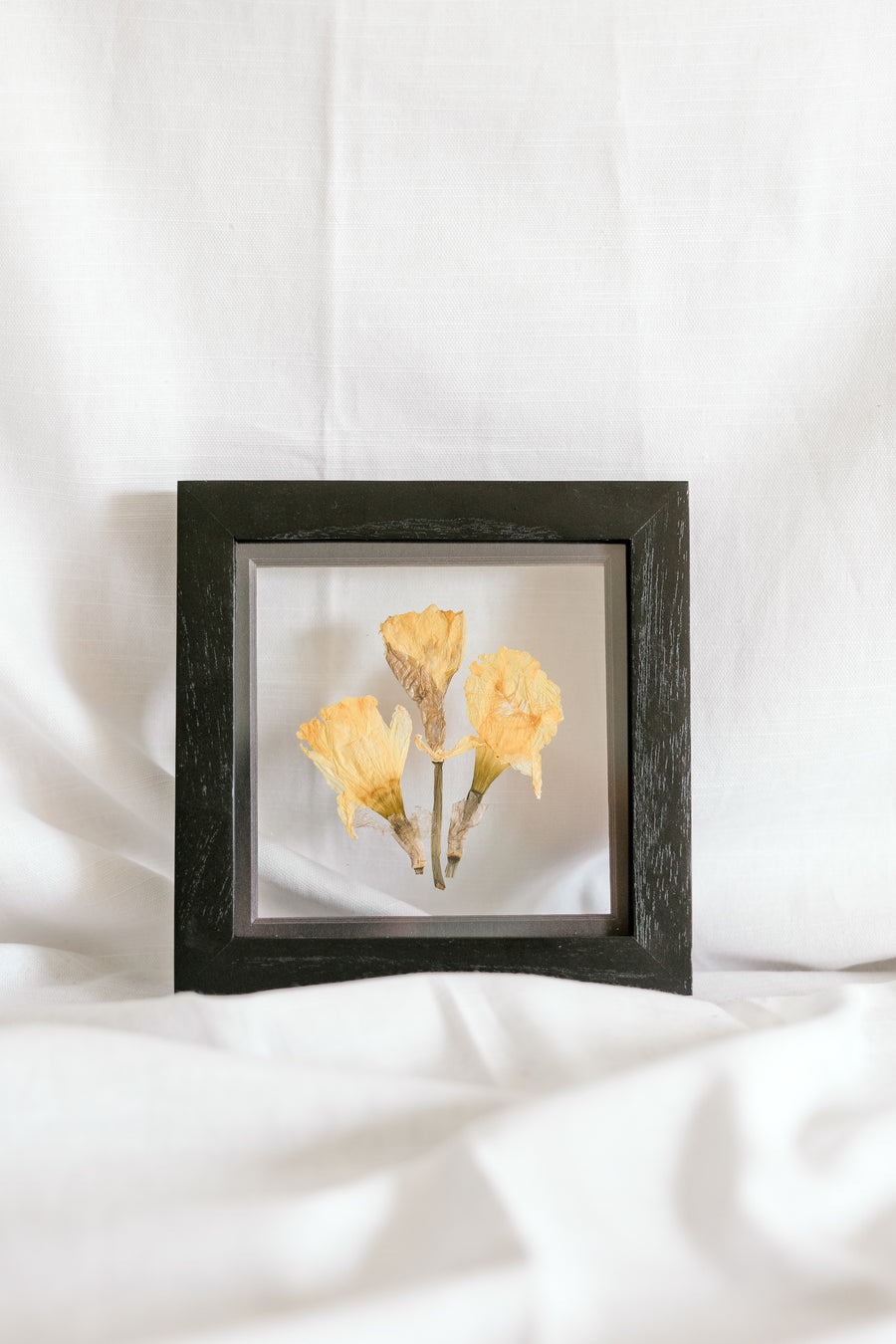 6x6 March birth flower frame - Daffodil