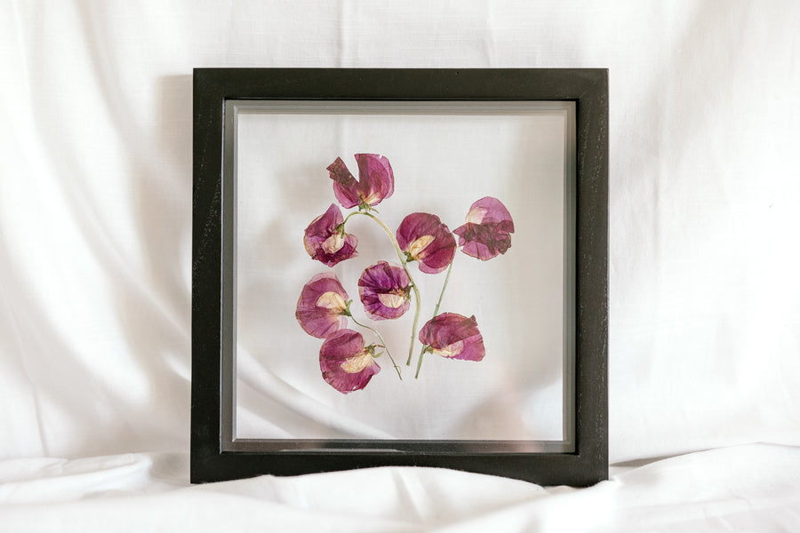 10x10 April birth flower frame - Sweet Pea