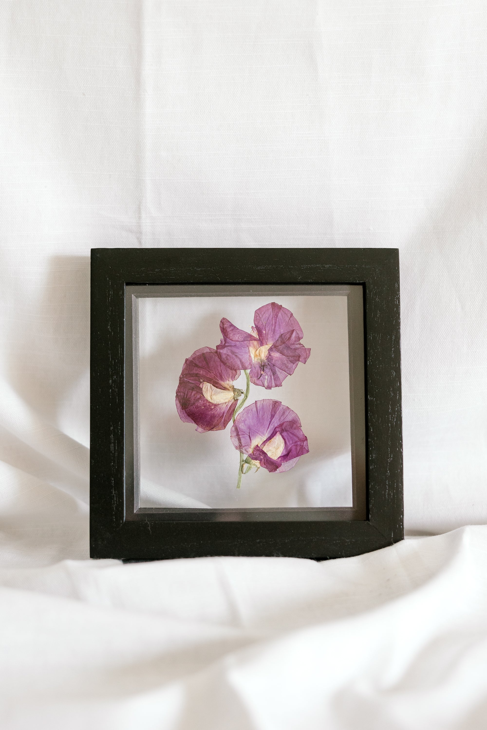 6x6 April birth flower frame - Sweet Pea