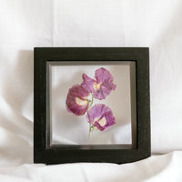 6x6 April birth flower frame - Sweet Pea