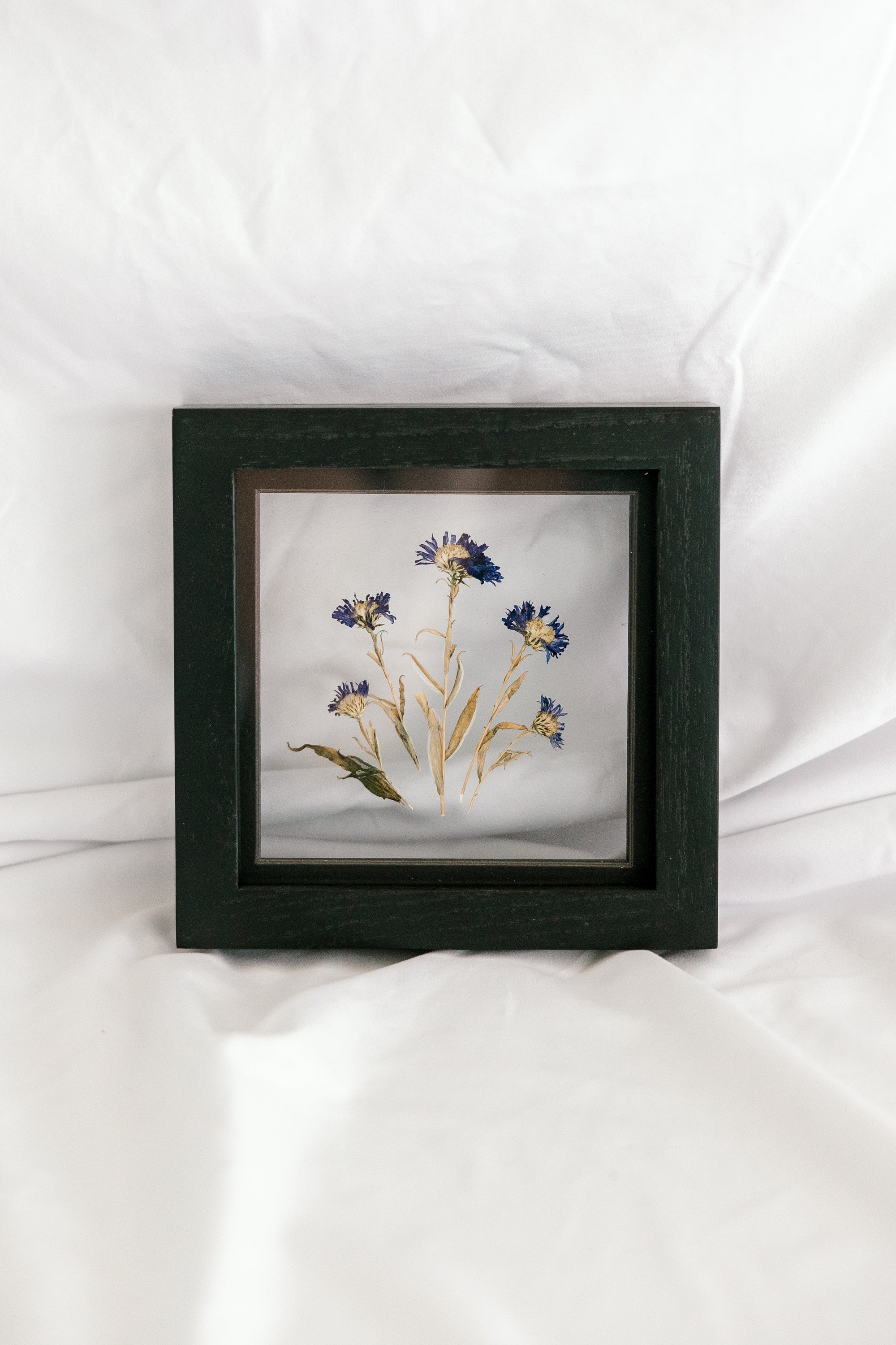 6x6 September Birth Flower frame - Aster