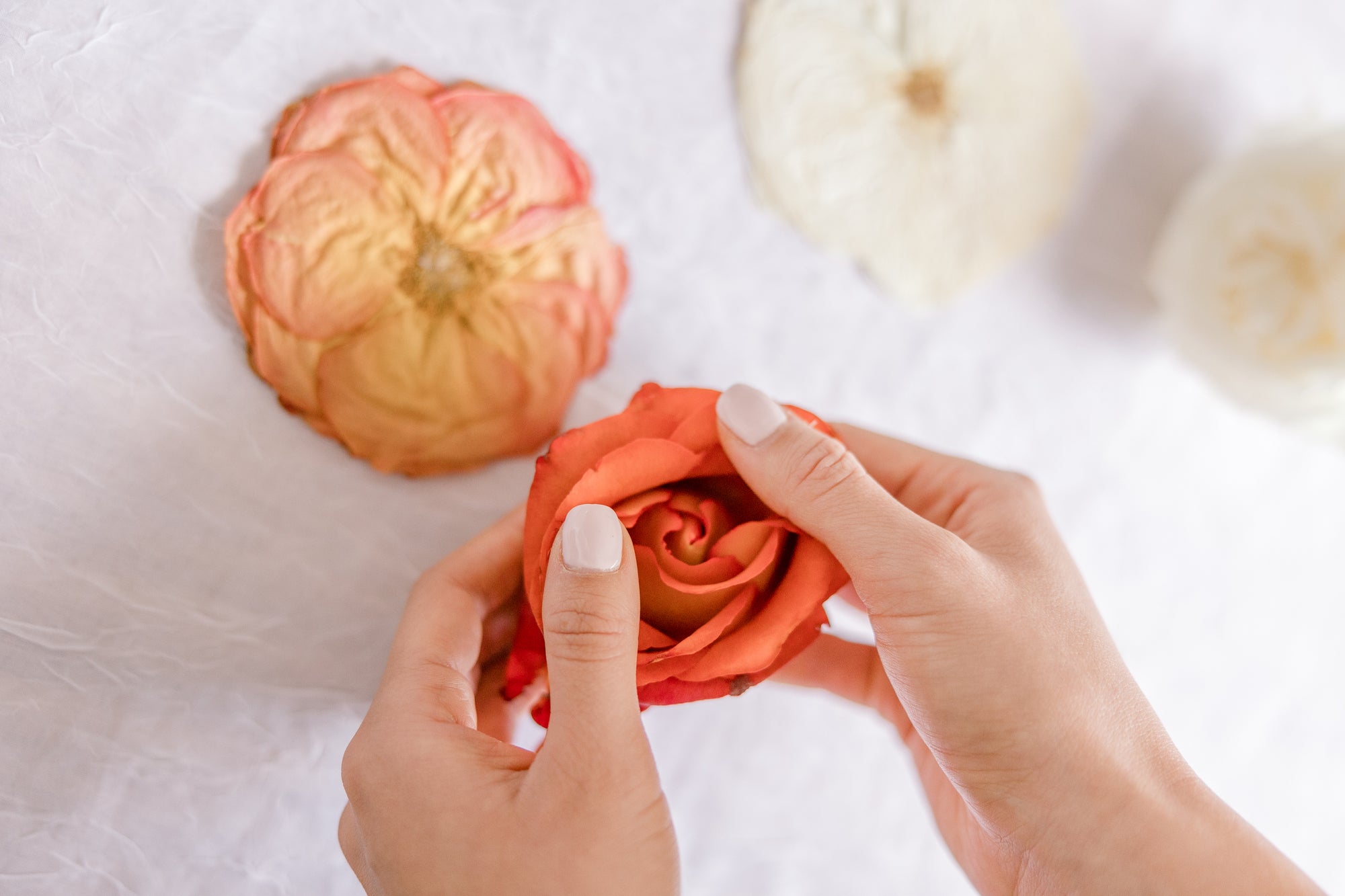 Fresh burnt orange rose and pressed burnt orange rose