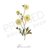 Pressed Stems with Titles | Downloadable Print