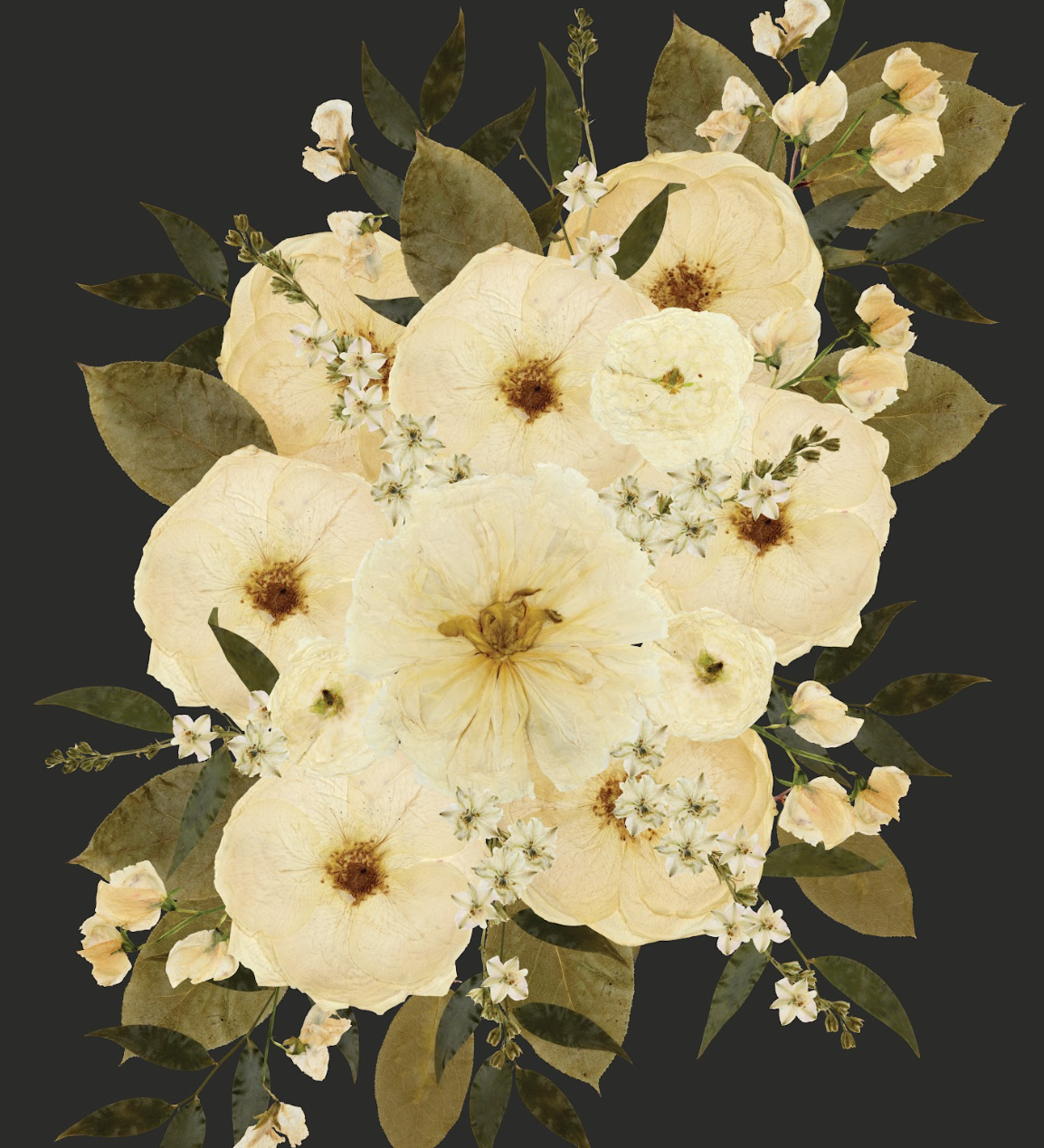 digitized pressed white flowers on a black background