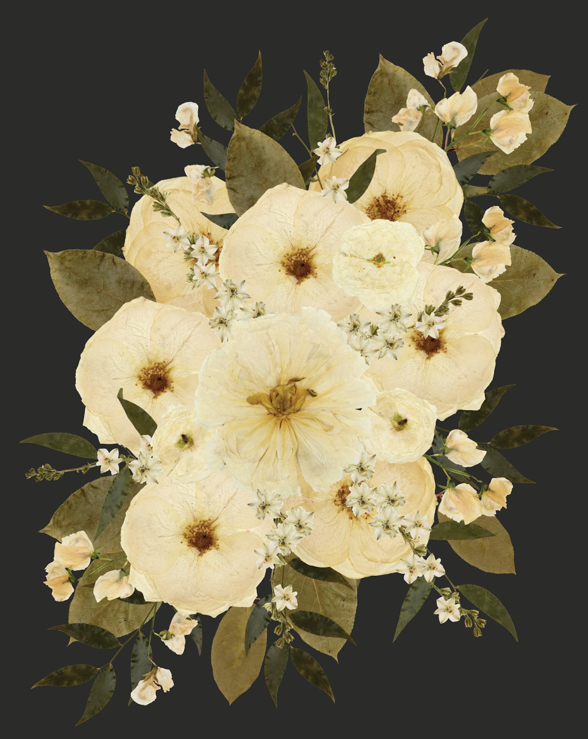 digitized pressed white flowers on a black background