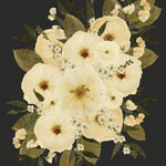 digitized pressed white flowers on a black background