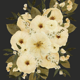 digitized pressed white flowers on a black background