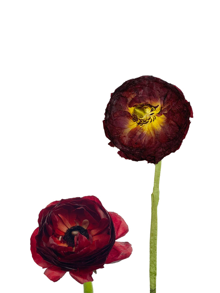 Red Ranunculus
