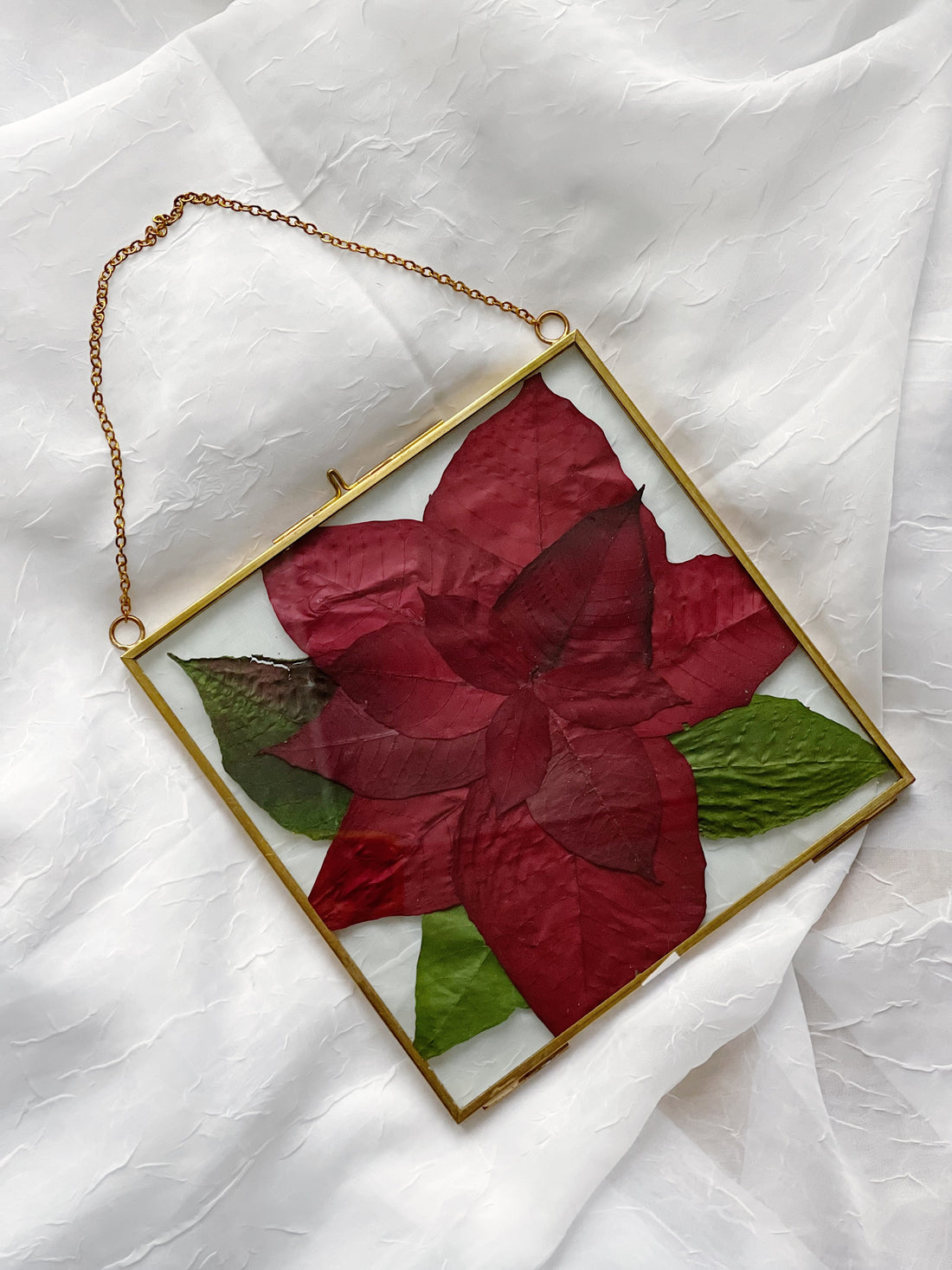 Poinsettia Pressed Flower Frame | Gold Square | 6x6