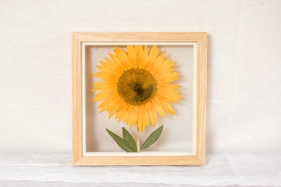Big Bright Sunny | 10x10 Pressed Sunflower Frame