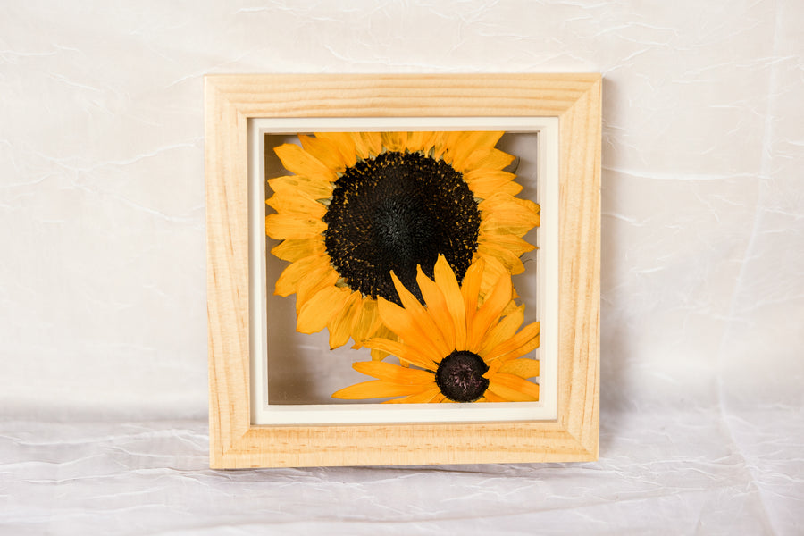 Big Sunny Little Sunny | 6x6 Pressed Sunflower Frame